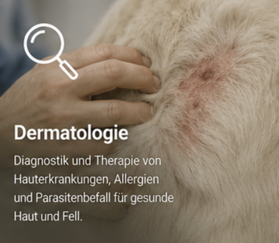 Bild Dermatologie